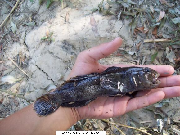 specii pesti din marea neagra guvid negru siret-16 MEMBRU DE ONOARE