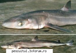 specii pesti din marea neagra rechinul marea neagra caine mare (rechinul caine mare (rechinul MEMBRU DE ONOARE