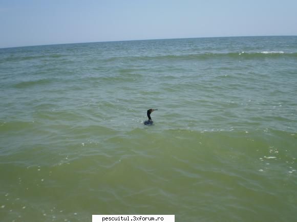 poze pentru site cormoran mare (plaja vadu)