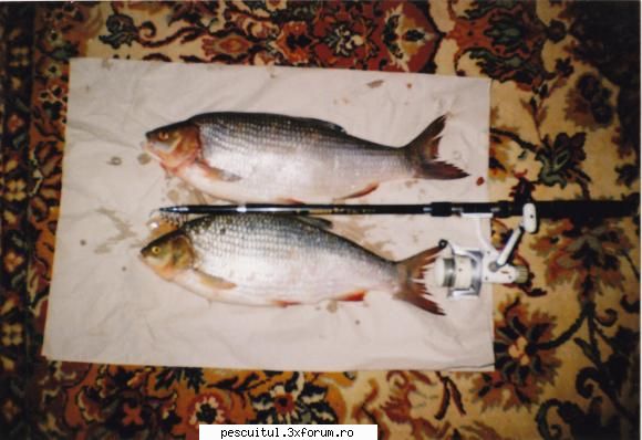vaduvita cum pescuim vaduvita august 2001...2,6 cea mai mare