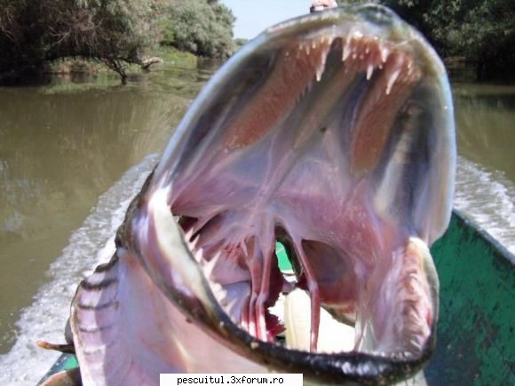 stiuca pescuitul stiucii totul despre stiuca modigliani scris:gura este captusita dinti inclinati