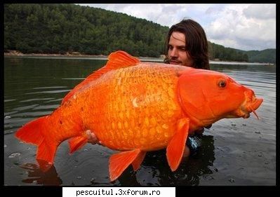crap koi net this just from the but probably true" files. fisherman raphael biagini reeled what