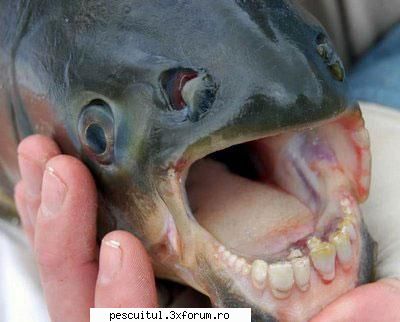 pestele dinti fost specie peste dinti omun pescar care numeste scott curry capturat peste aspect