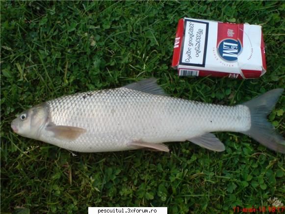 specii pesti non-native din apele dulci ale romaniei fotografia este luata dintr-un forum pescuit,