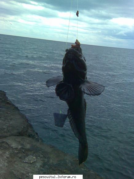 pescuit marea neagra pescuit guvizi