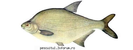 platica pescuitul platicii denumire: platica( abramis brama )familia: romania: zonele inferioare ale