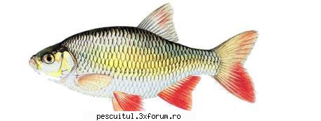 rosioara pescuitul rosioarei denumire: rosioara( scardinius )familia: romania: toate raurile,