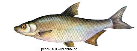 morunas pescuitul denumire: morunas( vimba vimba )familia: romania: raurile siret, prut, buzau,