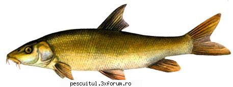 mreana pescuitul mrenei denumire: mreana (barbus raurile mari mici prut, siret, somes, jiu, arges,