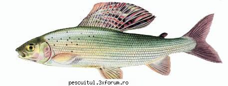 lipanul pescuitul lipanului denumire: lipan thymallus thymallus )familia: romania: avalul raurilor