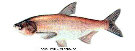 fitofagul pescuitul denumire: fitofag( molitrix )familia: romania: extrem raspandit tara noastra,
