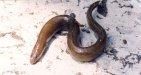 anghila pescuitul anghilei denumirea engleza: eel, european populare: anghila, sarpe peste, peste