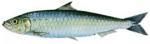 specii pesti din marea neagra sardina pilchardus zona est oceanului atlantic, marea mediterana marea